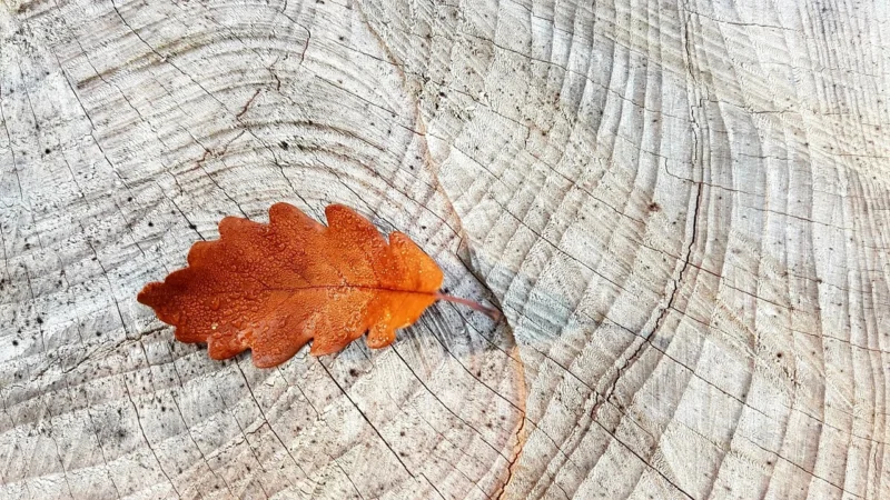 Arte Tapeta Timber Grain A38224 5004