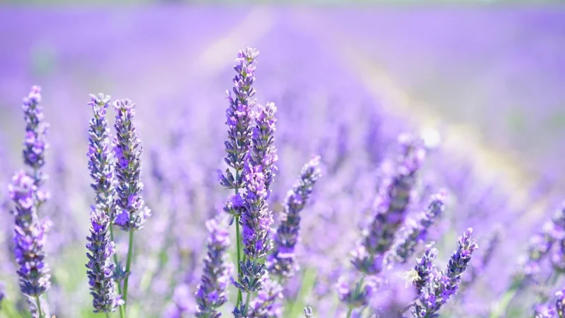 Beckers Designer Colour Lavender 5l