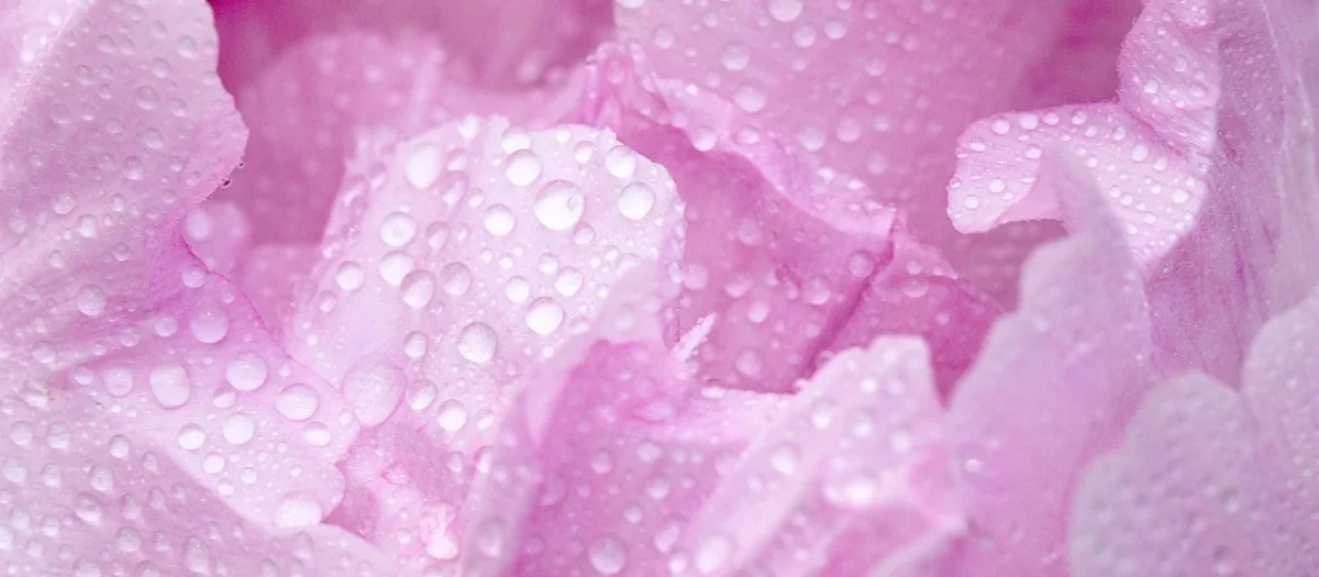 Dunin Hexagon Peony 51 Mozaika 28,2×27,1