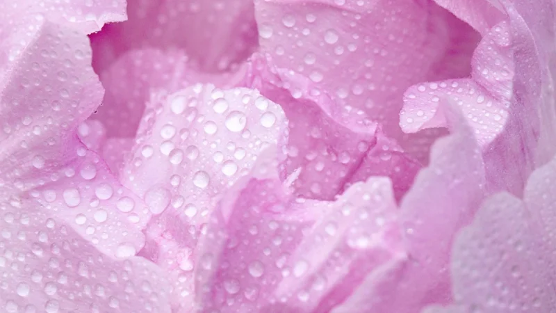 Dunin Hexagon Peony 51 Mozaika 28,2×27,1