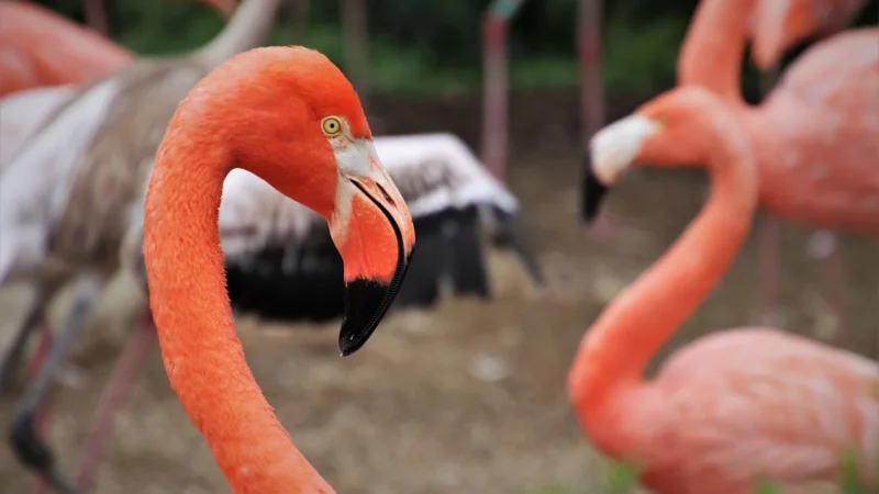 Fototapeta Flizelinowa Różowe flamingi 152×104
