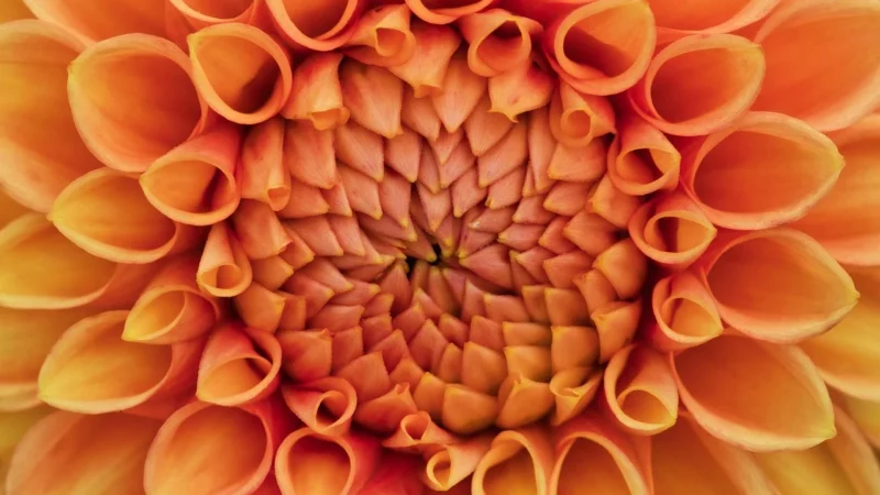 Fototapeta Kwiaty Ornamenty 400×280 b-A-0738-a-a