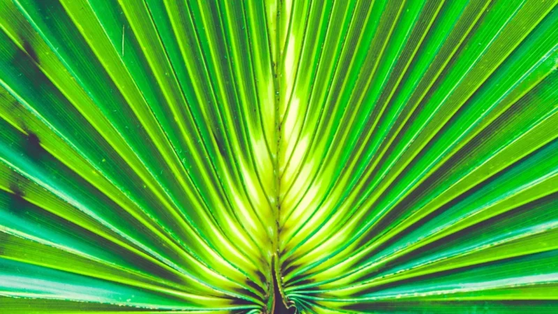 Fototapeta Liście Natura 350×256 b-A-0694-a-c