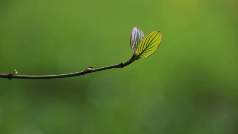 Fototapeta Liście Natura 350×256 b-A-0696-a-b