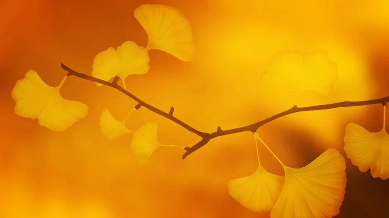Fototapeta Miłorząb Natura 400×280 f-C-0454-a-a