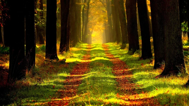 Fototapeta Natura Drzewa 450×315 b-A-0744-a-a