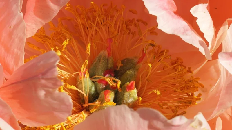 Fototapeta Natura Kwiaty 400×280 b-A-0730-a-a