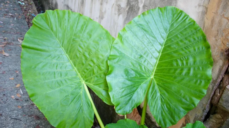 Khroma Tapeta Dekoracyjna Cabinet Wander Leaf Dgcab1024 10327