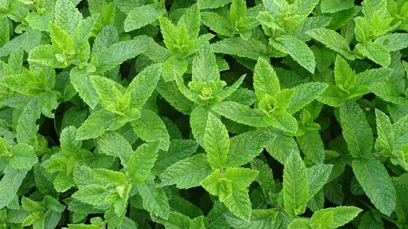 Khroma Tapeta Dekoracyjna La Vie En Rose Kao Mint Mag103 11499