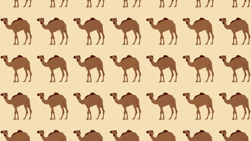 Khroma Tapeta Dekoracyjna Roots Lacrecia Ginger Rts306 10911
