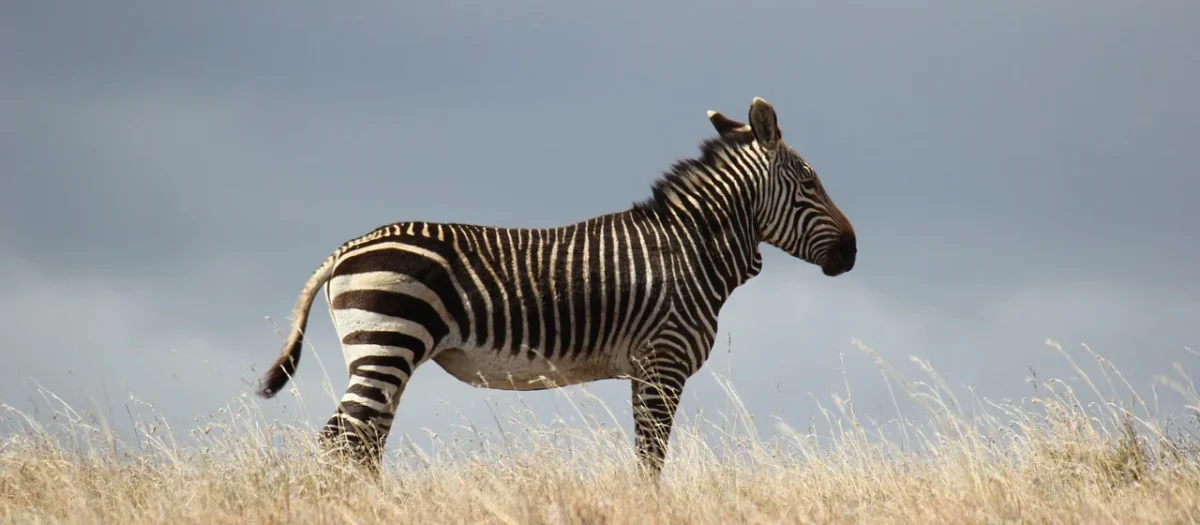 MURALO FOTOTAPETA ŚCIENNA DŻUNGLA ZEBRA LIŚCIE 368X254