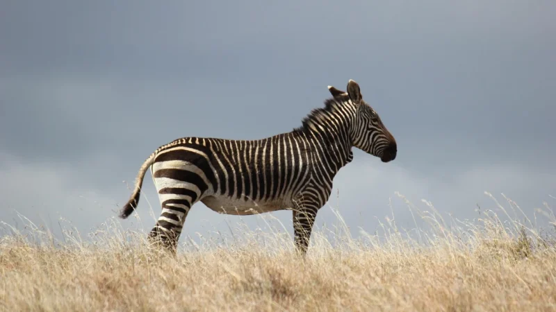 MURALO FOTOTAPETA ŚCIENNA DŻUNGLA ZEBRA LIŚCIE 368X254