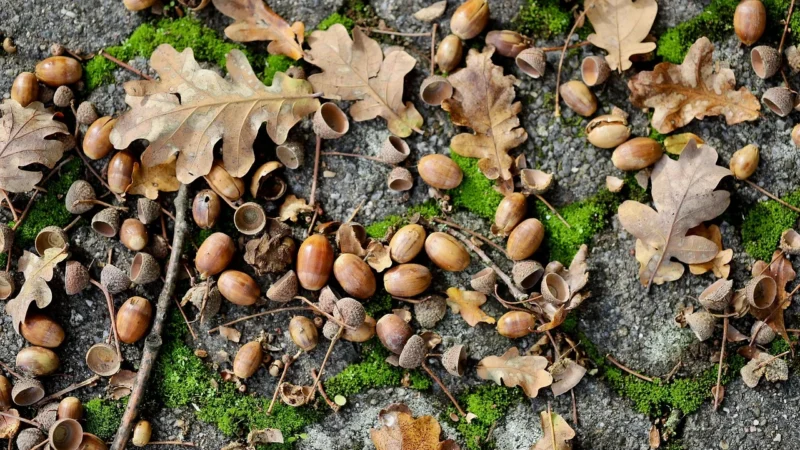Panele podłogowe Forbo Allura Classic Autumn Oak 60354Fl1 9469