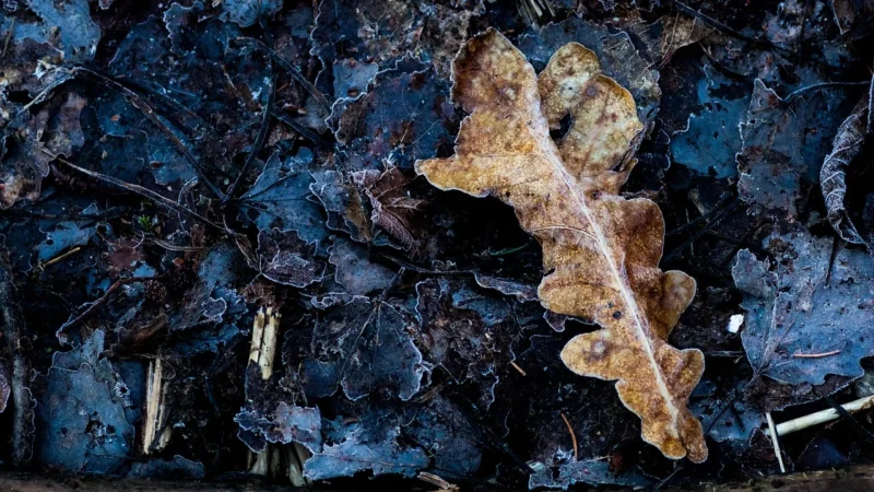 Panele podłogowe Forbo Allura Classic Autumn Oak 60354Fl5 9470