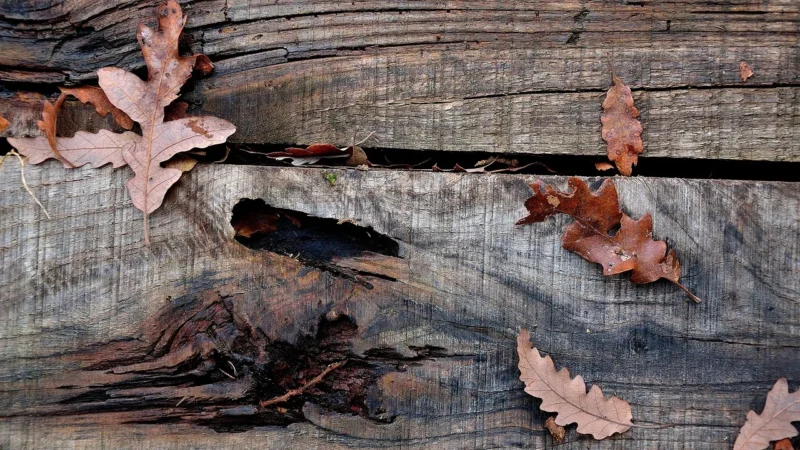 Panele podłogowe Forbo Allura Grey Autumn Oak 60356Dr4 9498