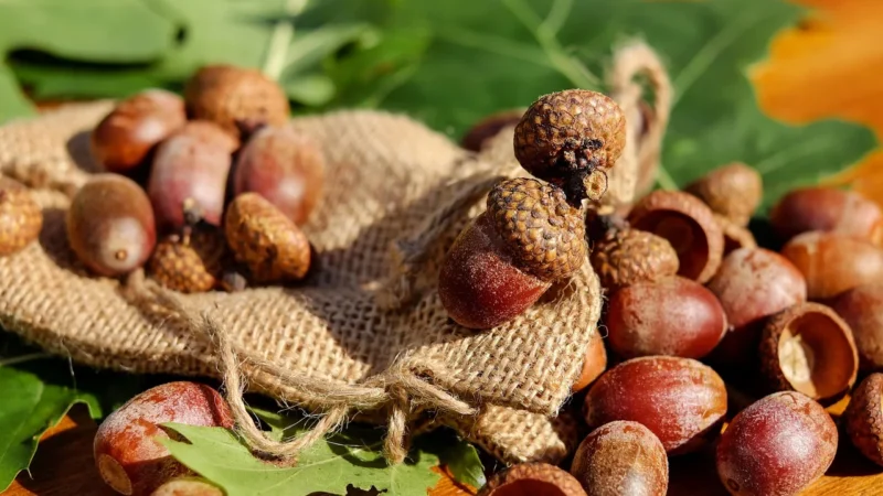 Panele podłogowe Krono Original – Super Natural – Dąb Gondola K468