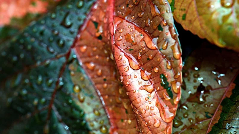 Primacol Zestaw Do Dekoracji Metaliq Copper