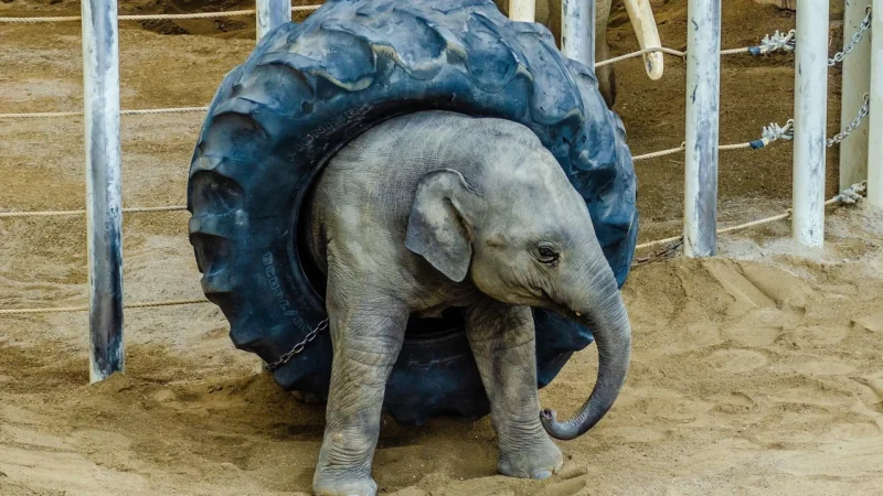 RASCH TAPETA DLA DZIECI DZIKIE ZWIERZĘTA LEW SŁOŃ ZOO