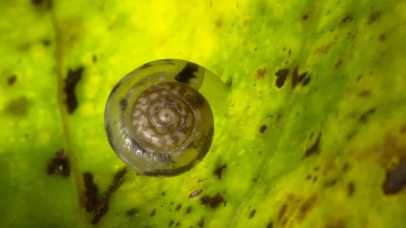 Swisspor Styropian Parkingowy 2cm Eps200 Biały 034