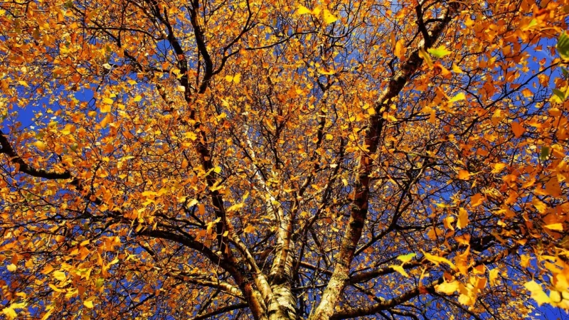 WALLARENA FOTOTAPETA BRZOZY DRZEWA LAS 3D NATURA 416X290