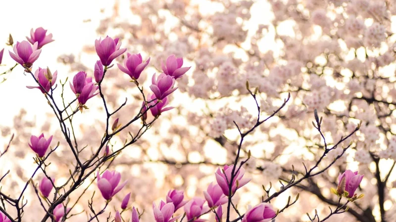 WALLARENA FOTOTAPETA CZARODZIEJSKA MAGNOLIA KWIATY 312X219