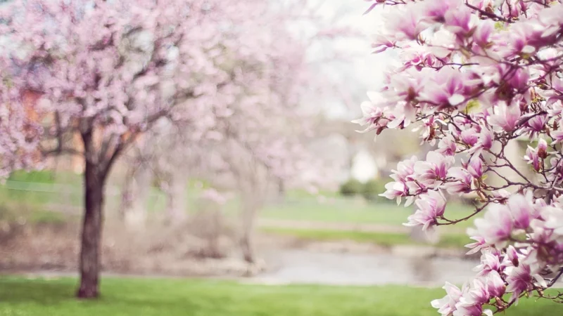 WALLARENA FOTOTAPETA CZARODZIEJSKA MAGNOLIA KWIATY 368X254