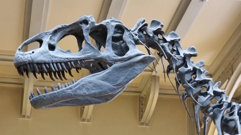 WALLARENA FOTOTAPETA DLA DZIECI DINOZAURY DZIECIĘCA 254X184