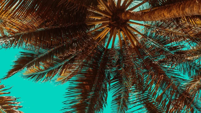 WALLARENA FOTOTAPETA RAJSKA PLAŻA 3D MORZE PALMY 416X254