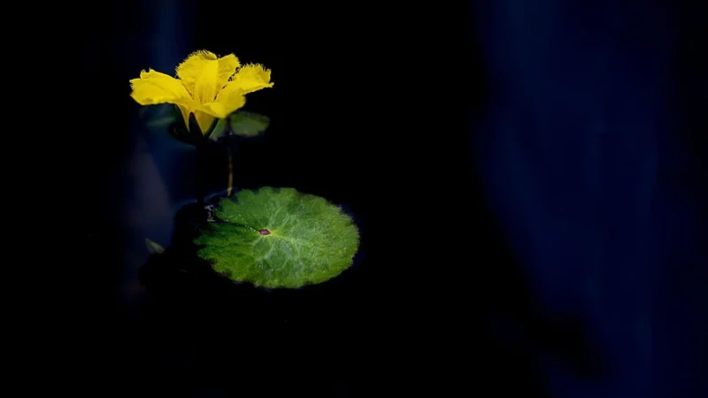 WALLARENA FOTOTAPETA ŚCIENNA ZIELONE LIŚCIE WINYLOWA 460X300